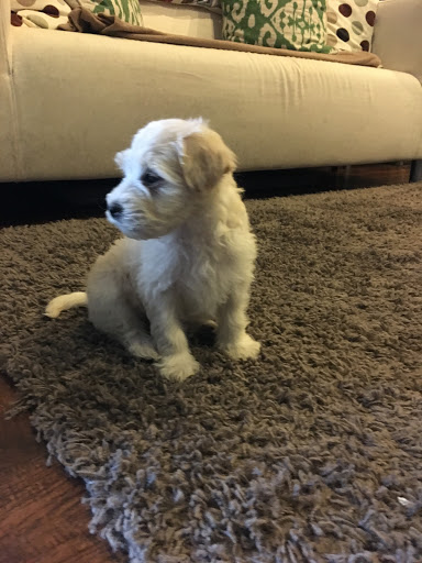 Pet Supply Store «Petco Animal Supplies», reviews and photos, 2784 W Peoria Ave, Phoenix, AZ 85029, USA