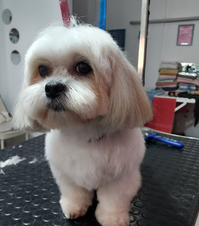 Imagen de Amigo Peludo Peluquería Canina