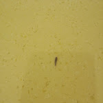 Photo n°3 de l'avis de Stefan.� fait le 15/12/2022 à 19:32 sur le  Hotel Athletik Kiel à Altenholz