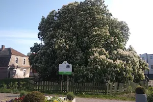 Kasztanowiec Biały - Pomnik przyrody w Jastarni image