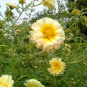 Mushhari Tiwari Tola Garden photo