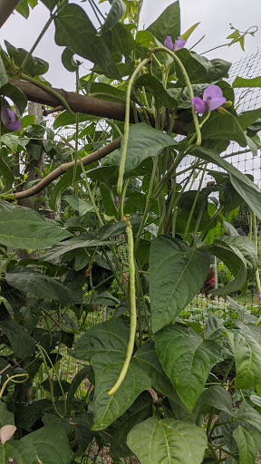 West Side Community Gardens image 2