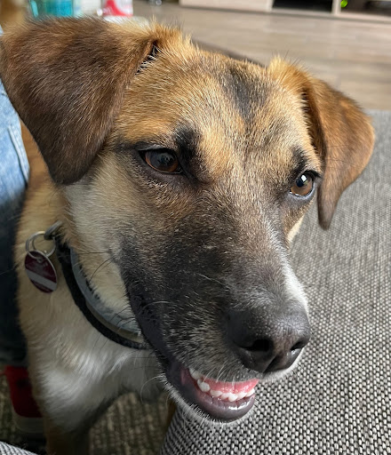 Klein- und Großtierpraxis Sylvia Reese unter Velbert, Nordrhein-Westfalen