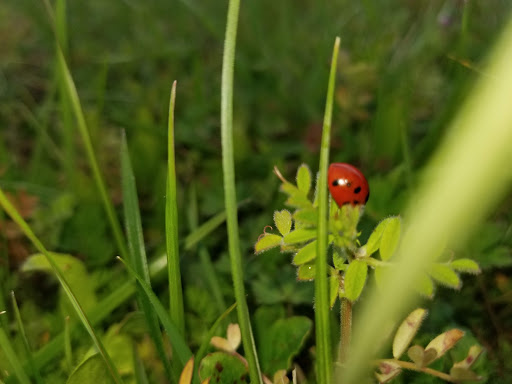 Jewelry Store «Jared The Galleria of Jewelry», reviews and photos, 2425 S Stemmons Fwy, Lewisville, TX 75067, USA