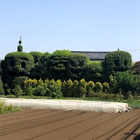 狛江市を見守るおばけの木