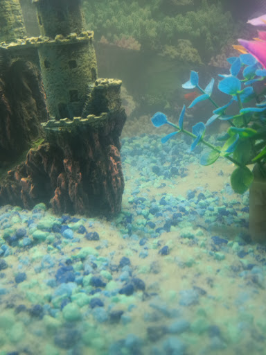 Pet Supply Store «Pet Supplies Plus», reviews and photos, 4332 Kent Rd, Stow, OH 44224, USA