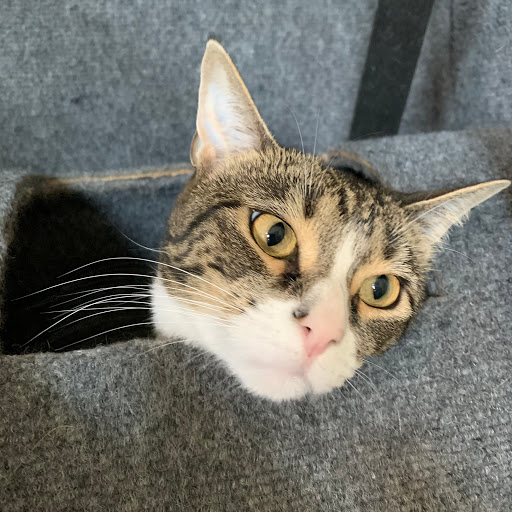 Pet Supply Store «Crossroads Pets», reviews and photos, 707 Monroe St, Nashville, TN 37208, USA