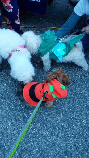 Pet Supply Store «The Urban Pet», reviews and photos, 7515 Beverly Blvd, Los Angeles, CA 90036, USA