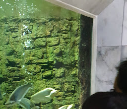 Bangkok Aquarium photo
