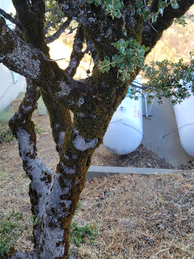 Observatory «Lick Observatory», reviews and photos, 7281 Mt Hamilton Rd, Mt Hamilton, CA 95140, USA