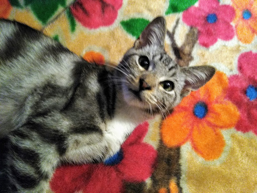 Movie Theater «AMC Southlake 24», reviews and photos, 7065 Mt Zion Cir, Morrow, GA 30260, USA