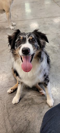 Dog Trainer «Mad 4 My Dog», reviews and photos, 702 E Temperance St, Ellettsville, IN 47429, USA