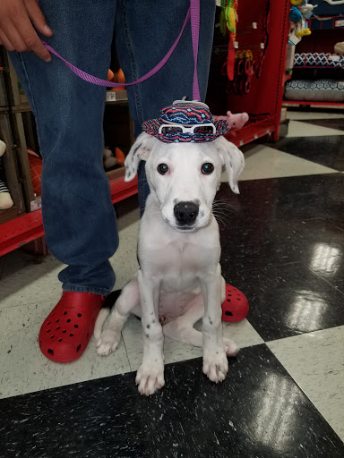 Pet Supply Store «Petco Animal Supplies», reviews and photos, 1410 N Loop 336 W, Conroe, TX 77304, USA