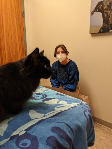 Adobe Animal Hospital image
