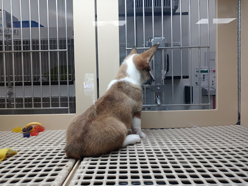 Pet Store «Petland», reviews and photos, 5470 Dixie Hwy, Fairfield, OH 45014, USA