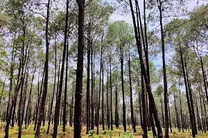 Pine Forest image