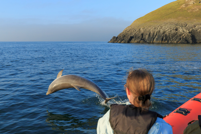 A Bay To Remember - Dolphin & Wildlife Watching Boat Trips