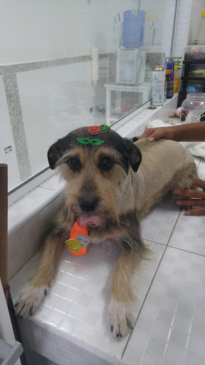 Logo da empresa - Point Animal