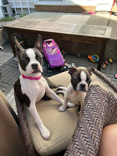 Pet Store «Alley Cat Pet Center», reviews and photos, 8700 NE Vancouver Mall Dr, Vancouver, WA 98662, USA