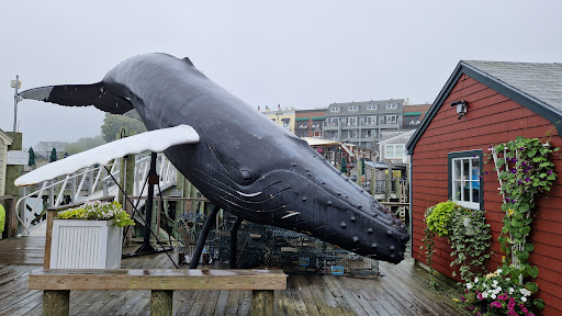 Whale Watching Tour Agency «Bar Harbor Whale Watch Co», reviews and photos, 1 West St, Bar Harbor, ME 04609, USA