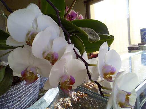 Donut Shop «Golden Donut», reviews and photos, 2360 University Ave, San Diego, CA 92104, USA