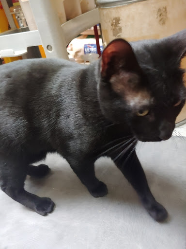 Pet Supply Store «Creative Pet Supply», reviews and photos, 305 N Harbor Blvd, San Pedro, CA 90731, USA