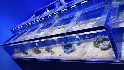 Pet Store «Corals and Fins», reviews and photos, 5011 W Hillsborough Ave, Tampa, FL 33634, USA