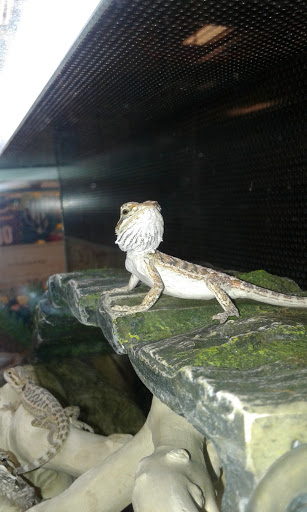 Pet Supply Store «PetSmart», reviews and photos, 28533 Marlboro Ave, Easton, MD 21601, USA