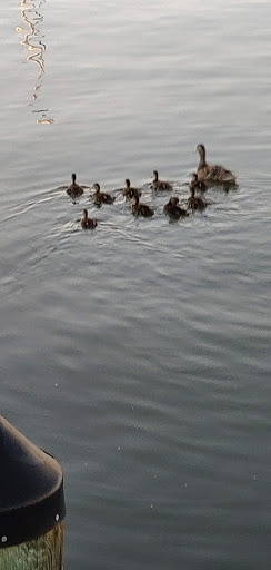 Tourist Attraction «Choptank River Lighthouse», reviews and photos, 100 High St, Cambridge, MD 21613, USA