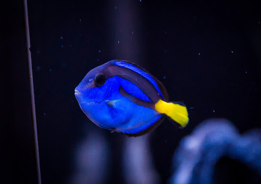 Tropical Fish Store «Elite Reef», reviews and photos, 8410 Wadsworth Blvd F, Arvada, CO 80003, USA