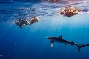 Apex Ocean Divers image