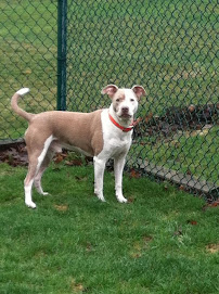 Kozy Kennels - Photo 5 - Car repair in Joliet, IL, Joliet