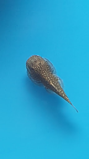 Pet Supply Store «Petco Animal Supplies», reviews and photos, 16835 E Shea Blvd #105, Fountain Hills, AZ 85268, USA