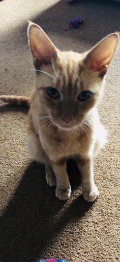 Pet Supply Store «Petco», reviews and photos, 590 E Waterfront Dr, Homestead, PA 15120, USA