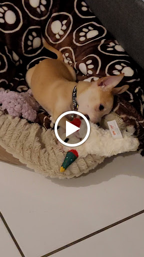 Pet Supply Store «PetSmart», reviews and photos, 1819 NE Pine Island Rd, Cape Coral, FL 33909, USA