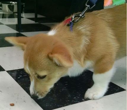 Pet Supply Store «Pet Pros - Tacoma», reviews and photos, 2665 N Pearl St, Tacoma, WA 98407, USA