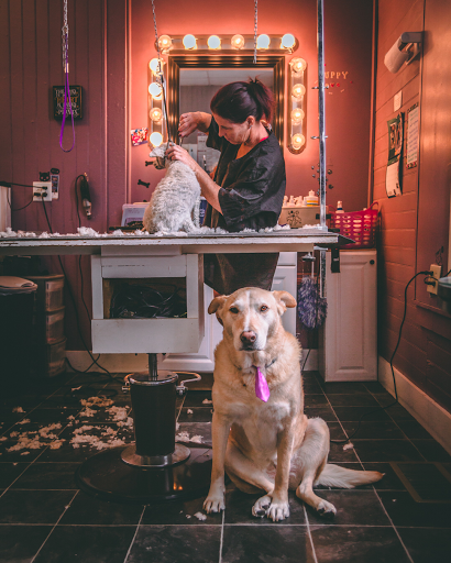 Pet Groomer «Pet-icure Pet Grooming & Supplies», reviews and photos, 89 Main St, Pepperell, MA 01463, USA