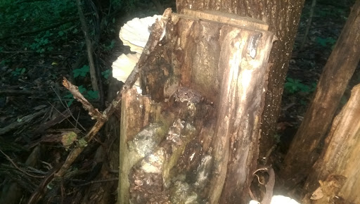 Nature Preserve «Bow in the Clouds Preserve», reviews and photos, 1805 Nazareth Rd, Kalamazoo, MI 49048, USA