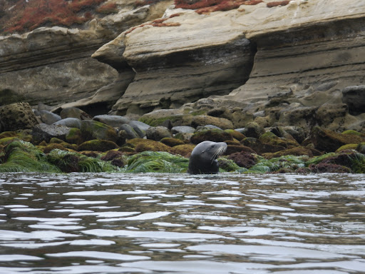 Sporting Goods Store «La Jolla Swim and Sport», reviews and photos, 1008 Torrey Pines Rd, La Jolla, CA 92037, USA