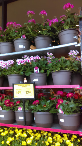 Grocery Store «Safeway», reviews and photos, 437 S King St, Leesburg, VA 20175, USA