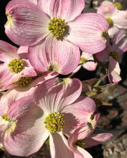 Garden Center «Nalls Produce», reviews and photos, 7310 Beulah St, Alexandria, VA 22315, USA