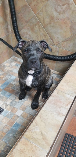 Pet Store «Pet Valu», reviews and photos, 49 East City Line Ave, Bala Cynwyd, PA 19004, USA