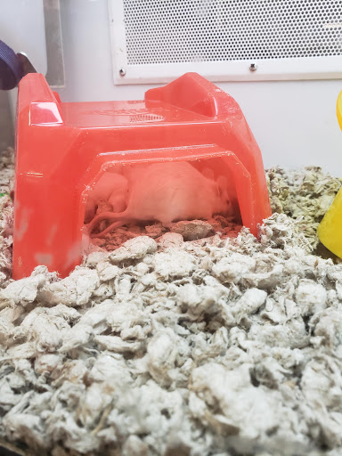 Petco image