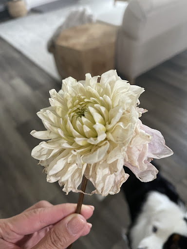 Florist «The Perfect Petal», reviews and photos, 3600 W 32nd Ave Ste B, Denver, CO 80211, USA