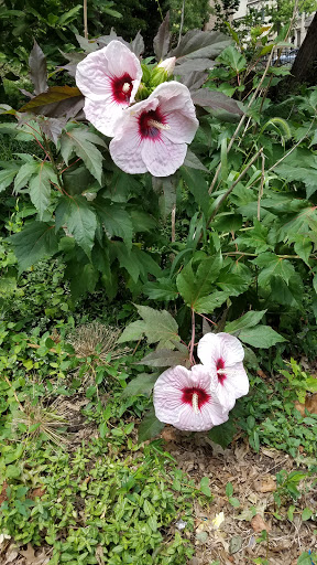 National Park «Hamilton Grange National Memorial», reviews and photos, 414 W 141st St, New York, NY 10031, USA