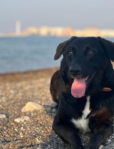 Pensioni per cani e dog hotel a Dustin House - Pensione per cani a Bari - Toelettatura