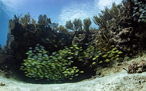Deep Dive Mexico image