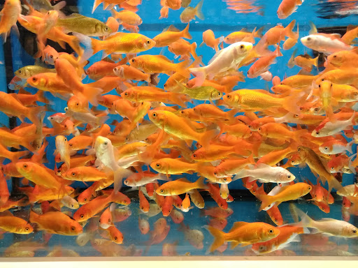 Pet Supply Store «Pet Supplies Plus», reviews and photos, 4332 Kent Rd, Stow, OH 44224, USA