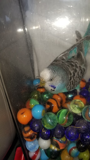 Pet Store «Inez Pet Shop», reviews and photos, 3825 Whittier Blvd, Los Angeles, CA 90023, USA