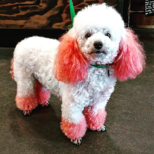 Pet Supply Store «Mud Bay», reviews and photos, 4816 Point Fosdick Dr NW, Gig Harbor, WA 98335, USA